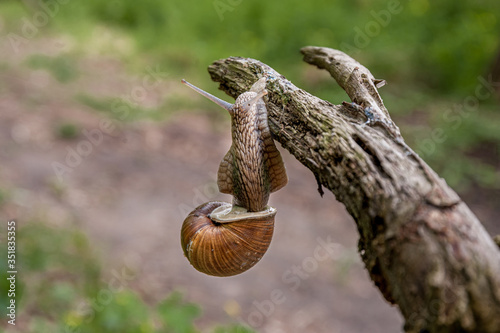 Snail with a shell hanging on a branch © Vitaliy