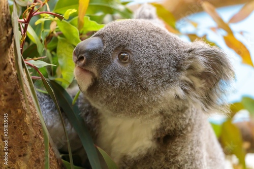 Canvas Print コアラ, Koala