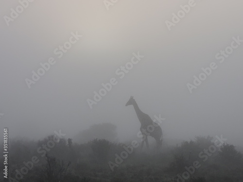 Giraffe in the mist