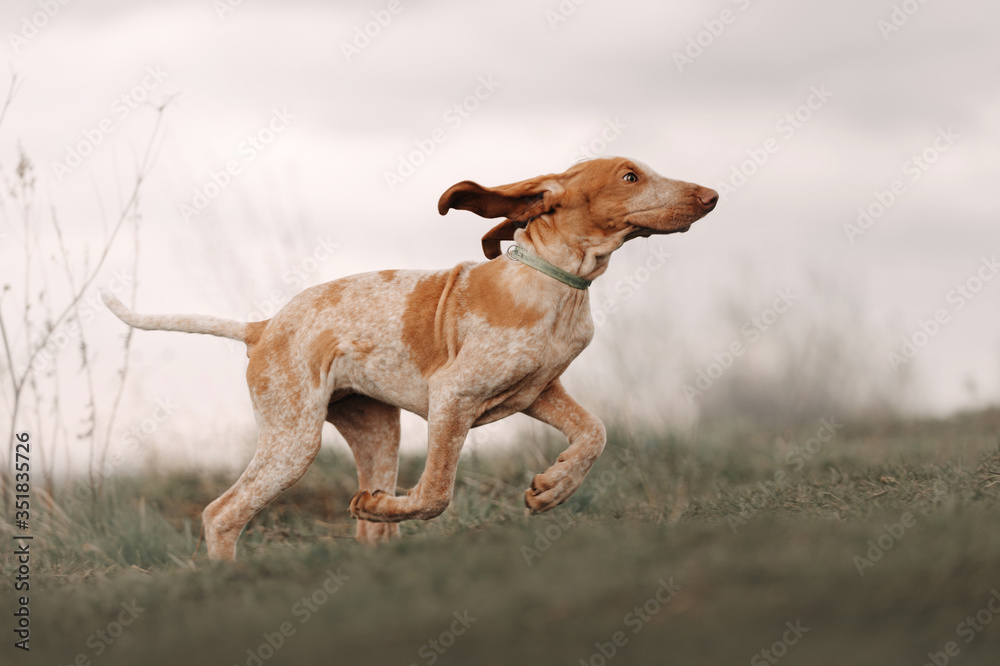 funny young bracco italiano puppy running on a field
