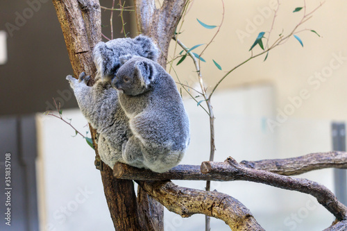 Photography コアラ, Koala
