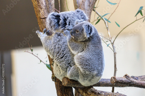 Photography コアラ, Koala