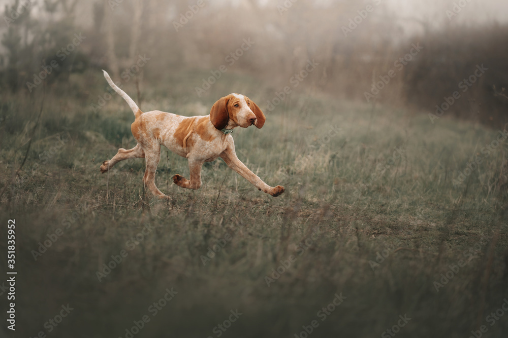 young bracco italiano puppy running on a field young bracco italiano puppy running on a field