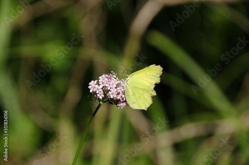 A Common Brimstone (Butterfly) on a blossom (flora and fauna) along the water in biosphere reserve Spree forest (Spreewald), Luebbenau - Germany