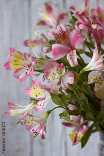 Bouquet from Alstremeria  gently pink flowers of Peruvian lily. Flowers for the holiday  white background