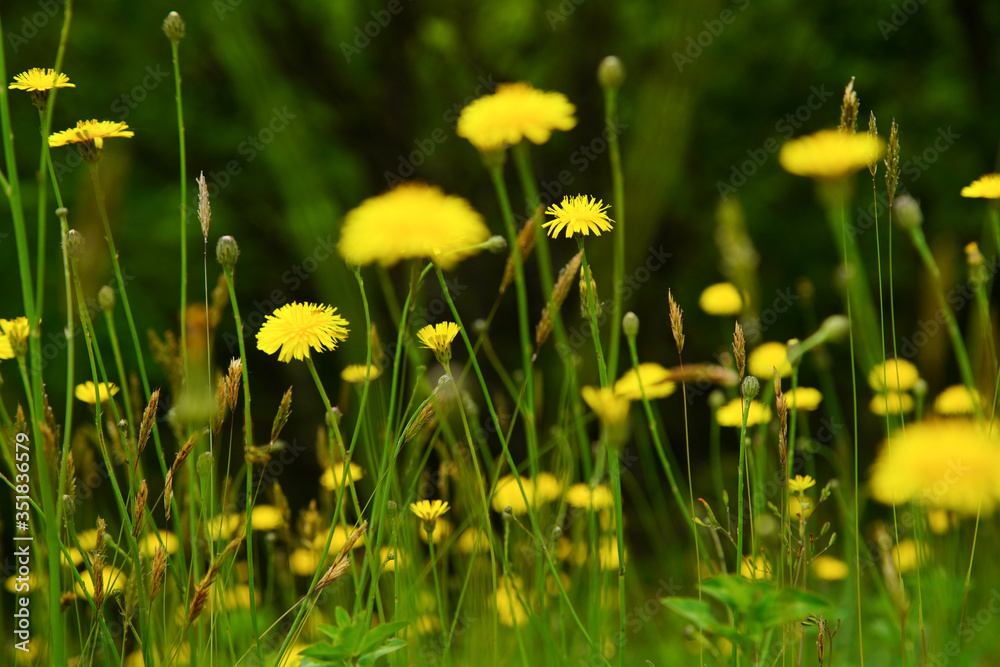 Fototapeta premium 花