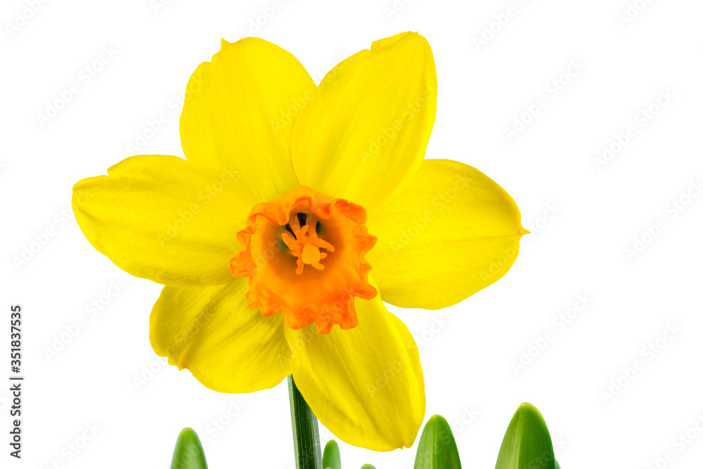 Isolated yellow daffodil flower blossom Isolated yellow daffodil flower blossom