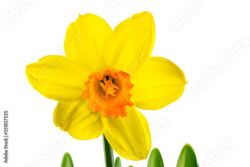 Isolated yellow daffodil flower blossom