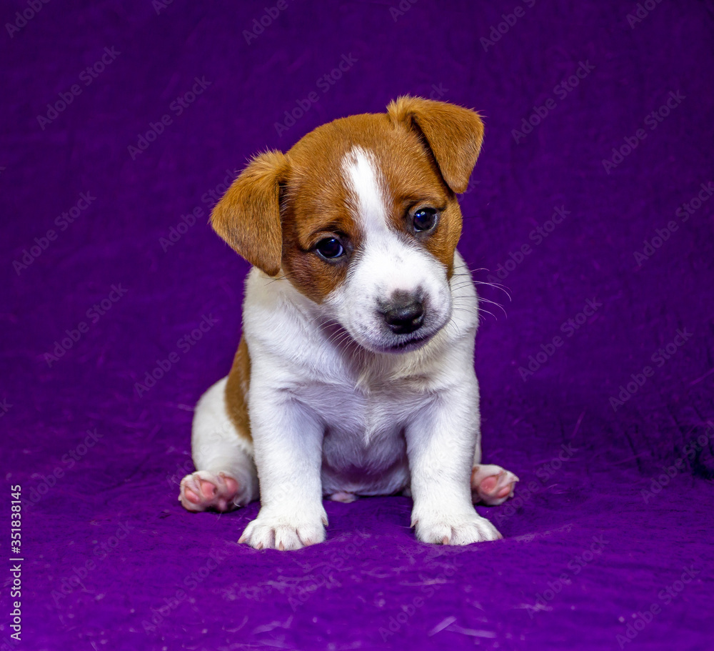 cute puppy jack russell terrier sits with his head bowed to the side on a purple warm bedspread