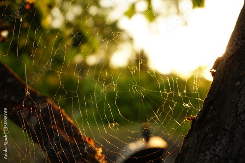 Spiderweb in beautiful light
