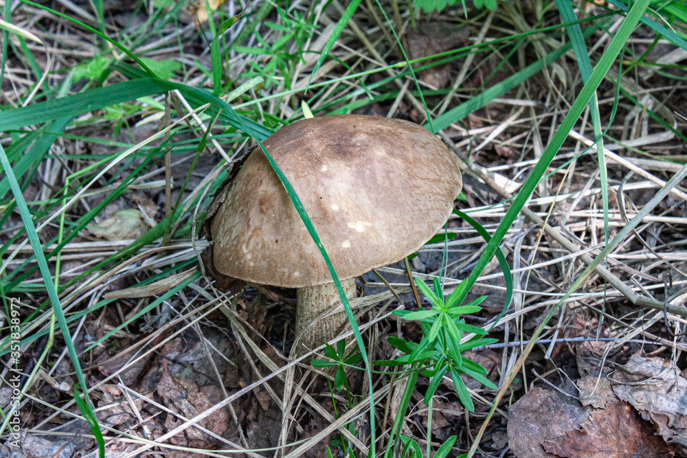 Mushroom in the forest. Mushroom in the forest.