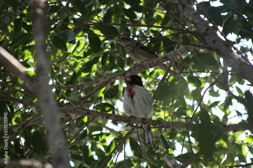 curioso pájaro blanco con pecho rojo 