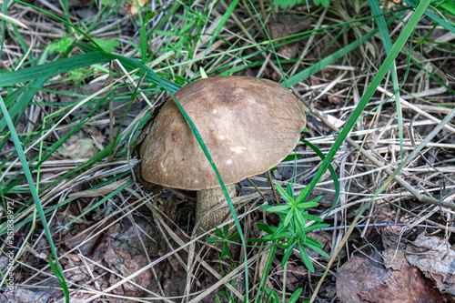 Mushroom in the forest.
