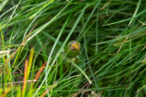 dandelion bud in the grass