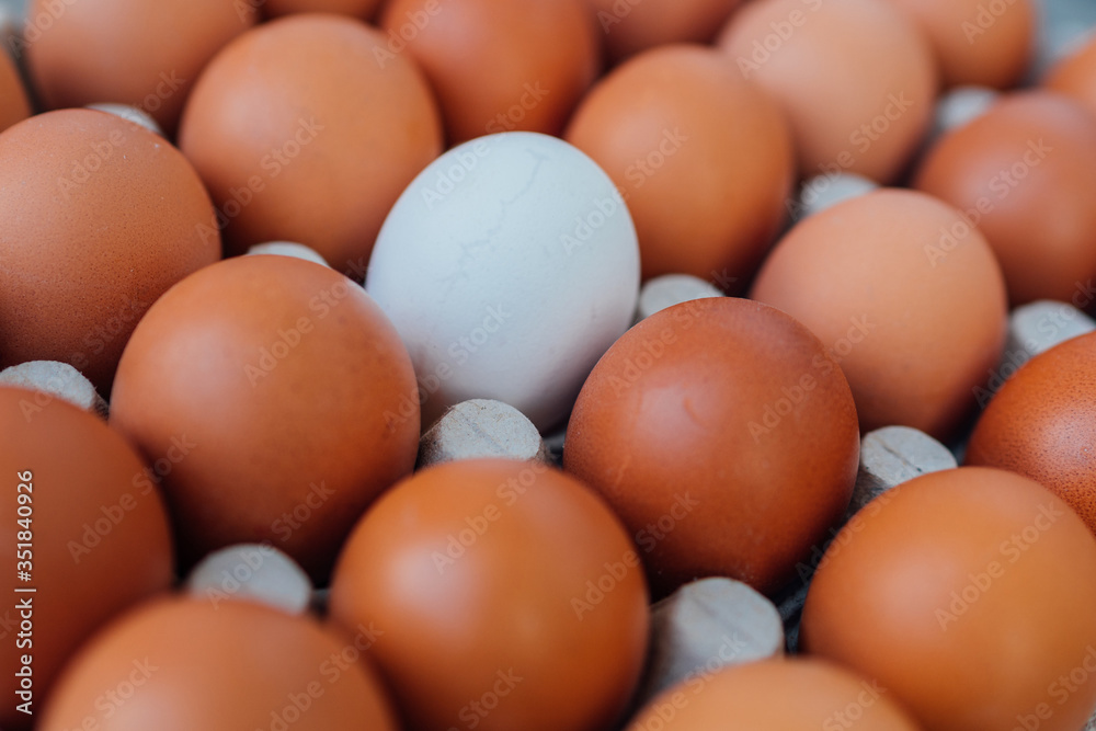 White Egg close up view in the eggs tray with a rows of brown color eggs. Personal individuality or leadership concept image. White Egg close up view in the eggs tray with a rows of brown color eggs. Personal individuality or leadership concept image.