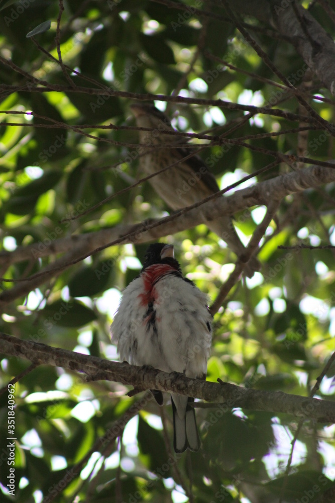 curioso pájaro blanco con pecho rojo curioso pájaro blanco con pecho rojo