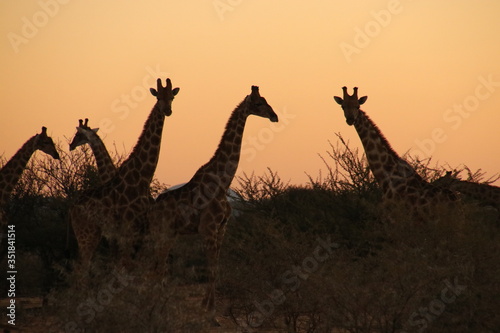 Gruppe von Giraffen bei Sonnenuntergang