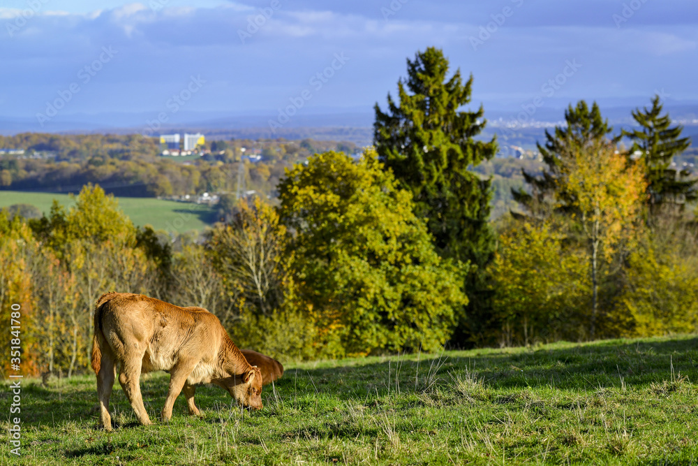 Fototapeta premium Vache en train de brouter dans une prairie