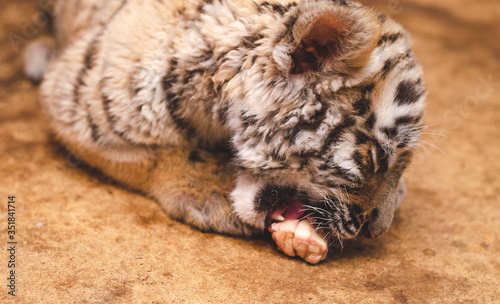 Photo of a tiger cub eating meat on the floor
