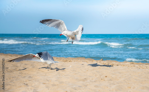 Seagulls on the beach of Mediterranean sea