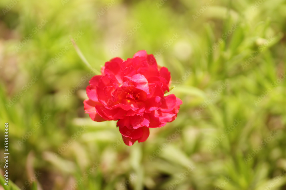 Obraz premium red moss rose summer flower background