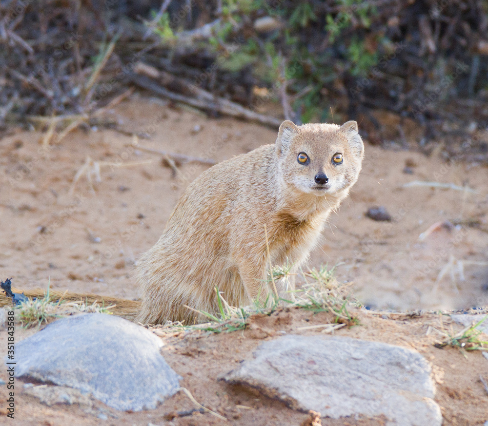 Fototapeta premium Yellow Mongoose, South Africa