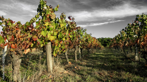 Fotografie Vignoble