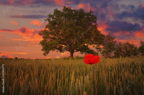 Poppy and oak tree in the field