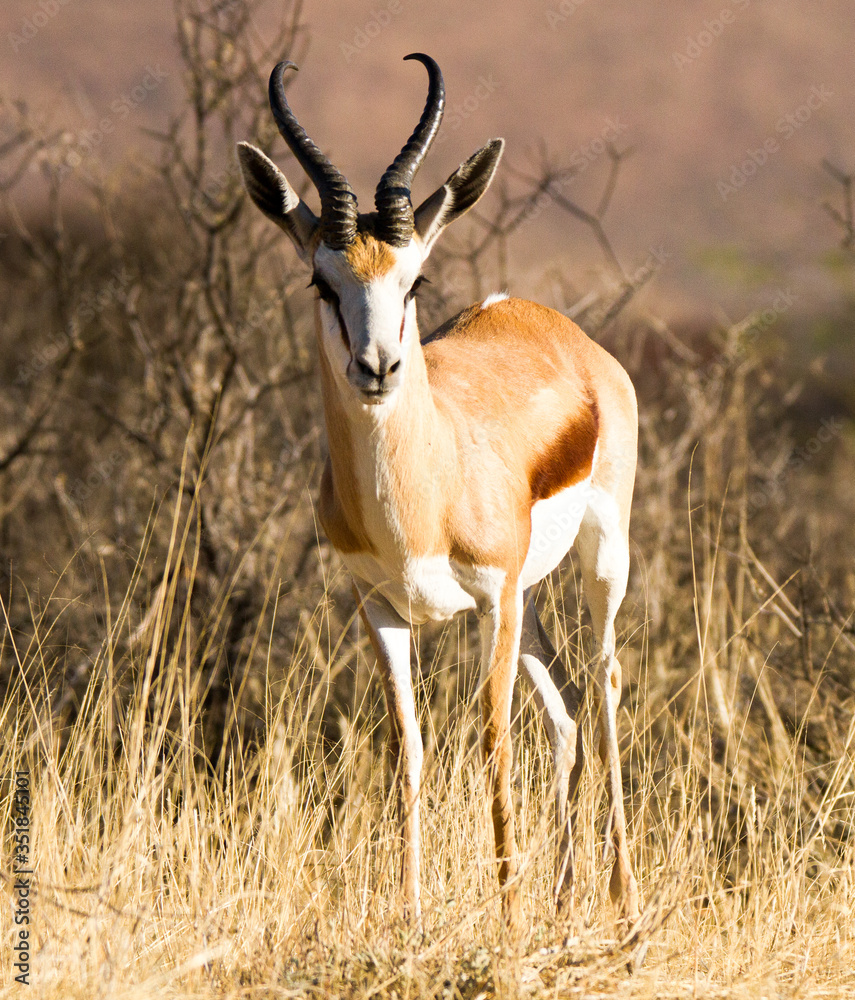 Springbok ram Springbok ram