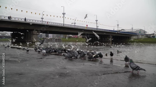 A lot of gulls and doves fly above the Vistula river near the Debnicki Bridge in Krakow, Poland. 