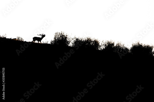 silhouette of a stag bawling in backlight in the Monfrague National Park © FranciscoJavier