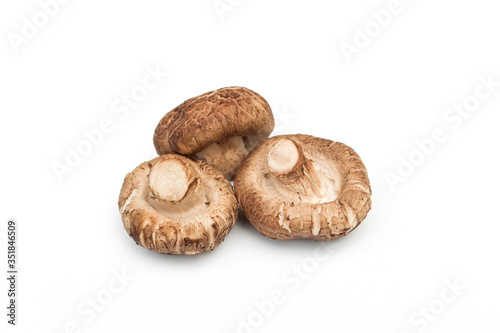 Shiitake mushroom isolated on white background.