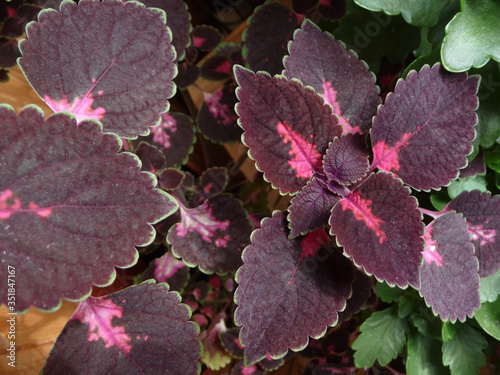 Indoor plants Coleus blumei closeup