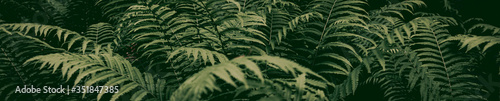 forest thickets of ferns. botany banner. texture background