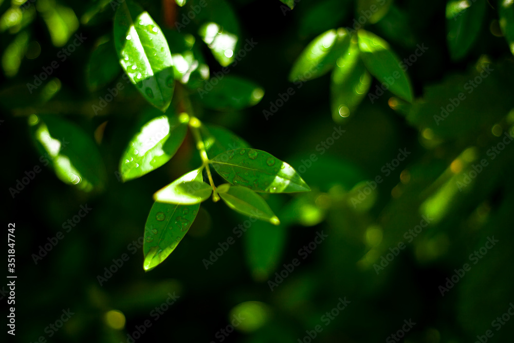 Large beautiful drops of transparent rain water on a green leaf macro. Drops of dew in the morning glow in the sun. Beautiful leaf texture in nature. Natural background. Large beautiful drops of transparent rain water on a green leaf macro. Drops of dew in the morning glow in the sun. Beautiful leaf texture in nature. Natural background.
