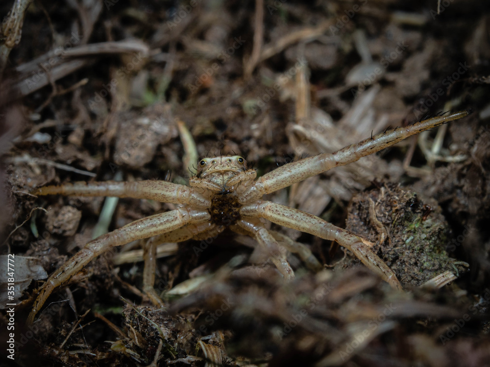 Common crab spider