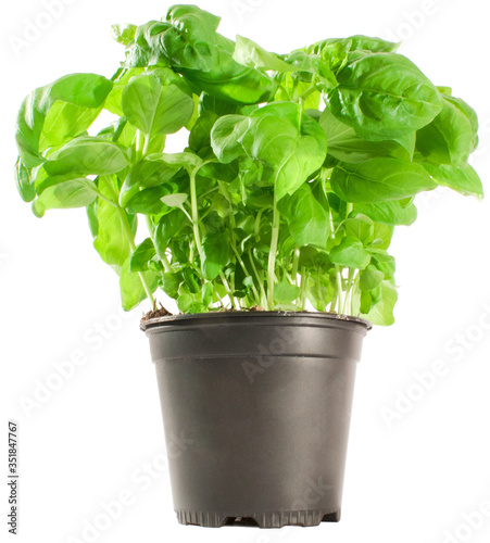 fresh basil in a pot