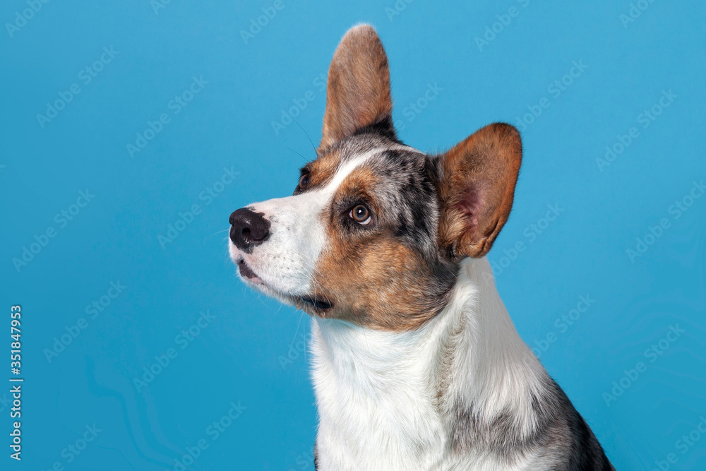 Close up profile portrait of cute welsh corgi dog looking at up left corner. Unusual Merle color, pretty eyes and face expression. Empty blue background with great copy space for any text. Studio.