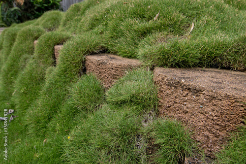A brick landscaped wall has grass growing over it photo