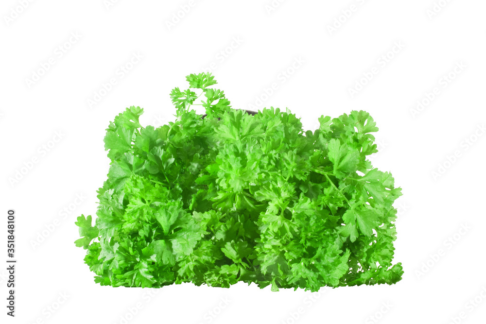 Fototapeta premium green parsley isolated on white