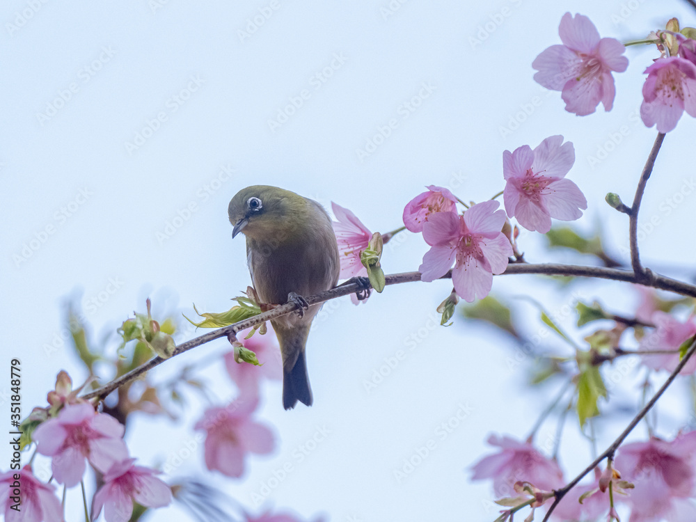 Obraz premium Japanese warbling white-eye in cherry blossoms 6