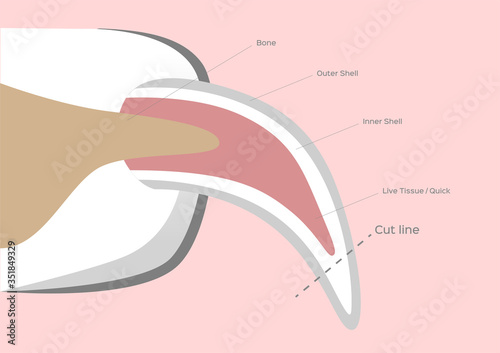 dog nail trimming / fingernail vector