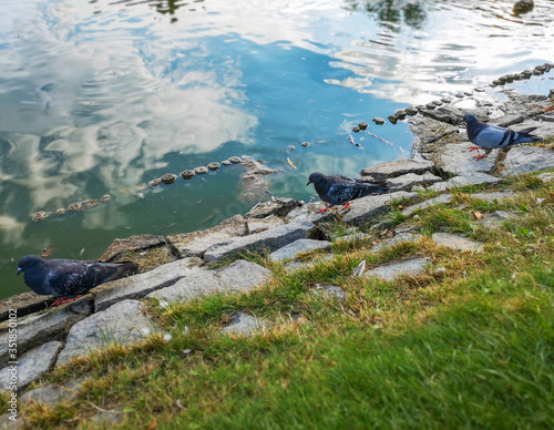 Three pigeons walking on stones near lake in park © wierzchu92