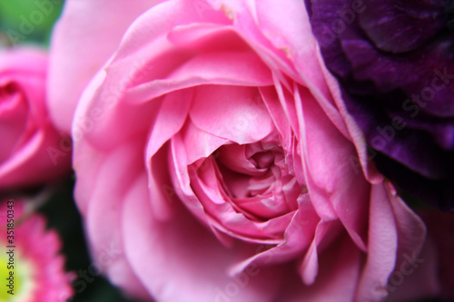 Rosa Rose