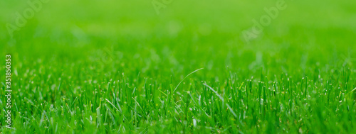 Green fresh grass lawn nature blur background