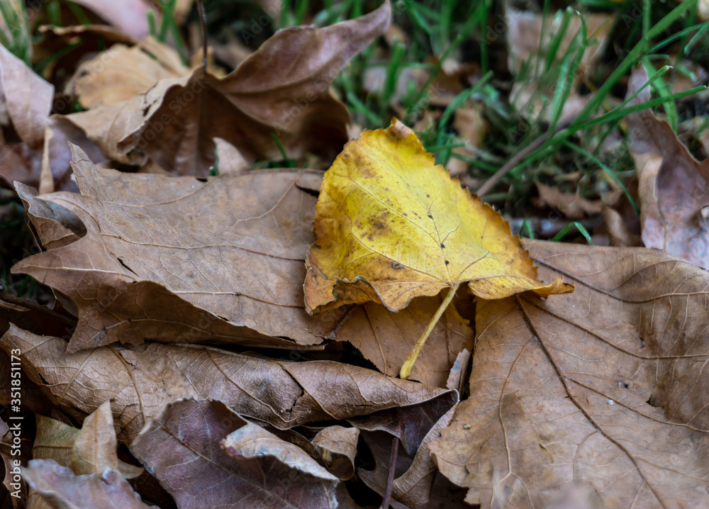 Yellow autumn leaves Yellow autumn leaves
