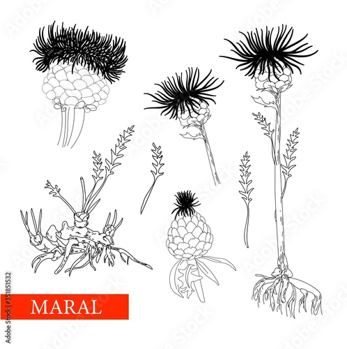 perennial herbaceous plant family Astral, maral root, maral. Linear drawing on a white background isolated