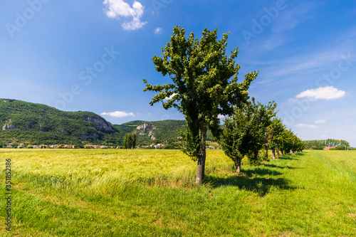 The Berici Hills landscape in Italy photo