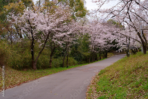 japan sakura：服部緑地・桜の咲く風景 © satoru