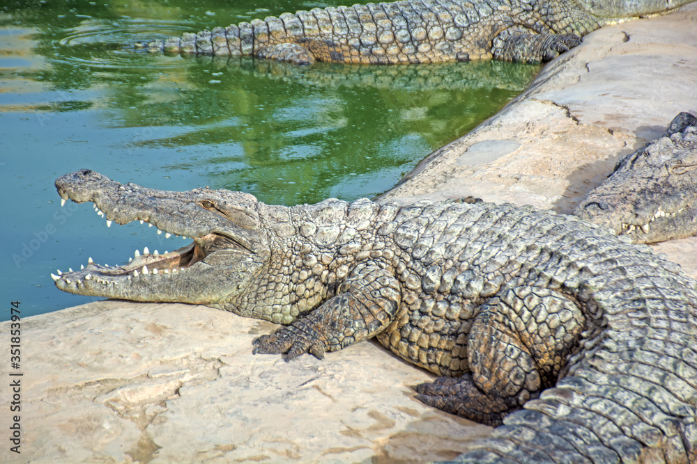 Naklejka premium crocodile